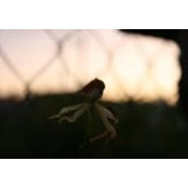 Rosalyn Koop's photo