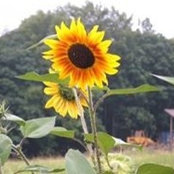 Foto von Cate S
