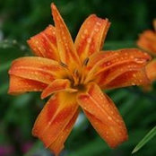 Carol Coutant's photo