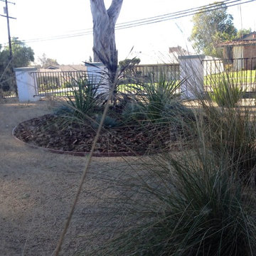 Landscaping under Eucalyptus Trees