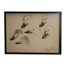 dessins  photos