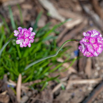 Common Thrift