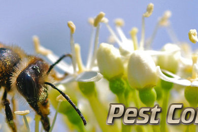 Bee Pest Control Perth