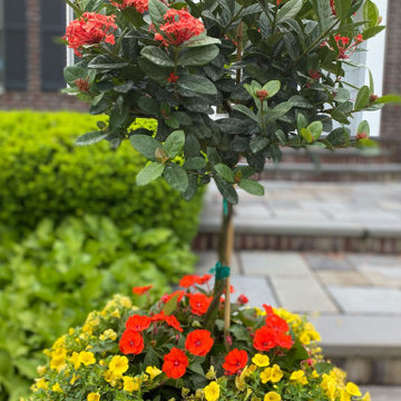 Summer Blossoms