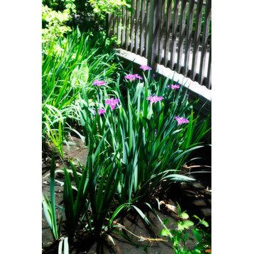 Fine Art Photograph, Spring Iris I, Fine Art Paper Giclee