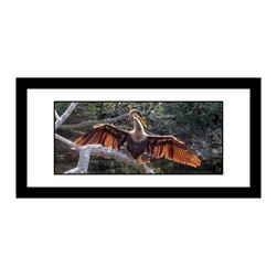 Anhinga - 1812 - framed - Photographs