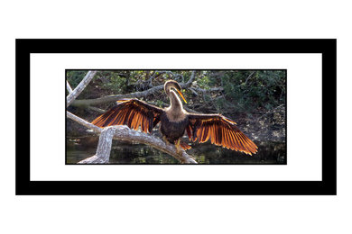Anhinga - 1812 - framed