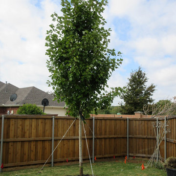 October Glory Maple Tree