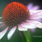 Dana Geuther's photo
