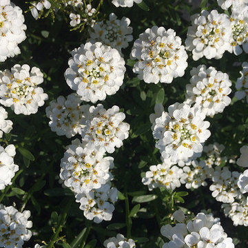 Current Featured Plants