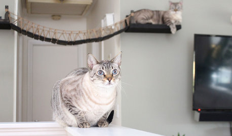 猫好きが暮らす9つの家