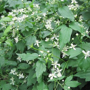 Clematis virginiana