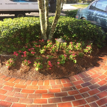 Snapdragons, Violas, and Allysum