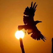 Luna Crow's photo
