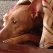 Foto de Joy Brown