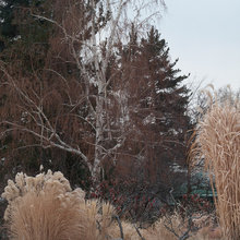 Landscaping for Winter