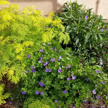 Lush Faux Creek Bed - Front Yard