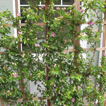 Vines