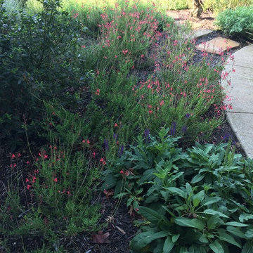 A garden of salvias and grasses