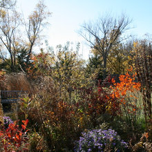Garden ideas