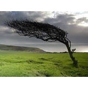 Toi Buchanan's photo
