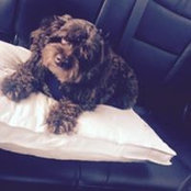 Debra Oppenheim-Blanco's photo
