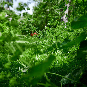 Garten 31