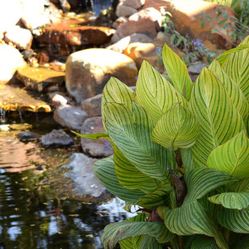 Koi Pond