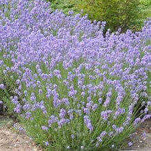 Cavanaugh Plants