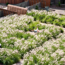 Garden - roof