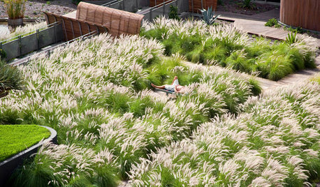 12 gute Gründe für Gräser im Garten