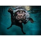 Chuck Campbell's photo