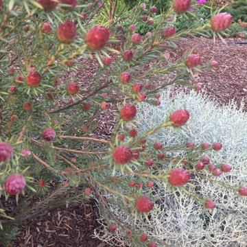 Leucadendron and Calocephalus