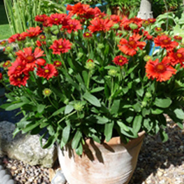 ‘Celebration’ Gaillardia Gaillardia x grandiflora 'Celebration' PPAF