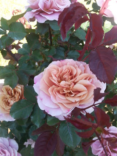 Edmunds' Roses | Houzz Forum