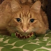 Jennifer Mitchell Palmieri's photo