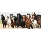 Foto von Medicine River Rodeo