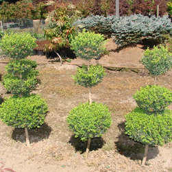 Topiaries - Products