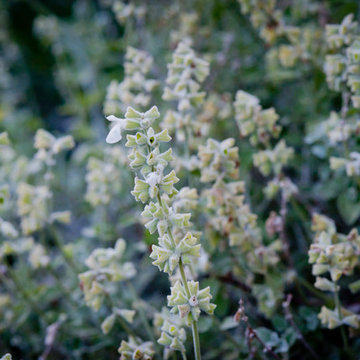 Cedros Island Sage