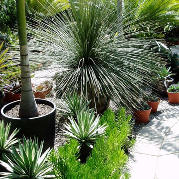 SUCCULENTS