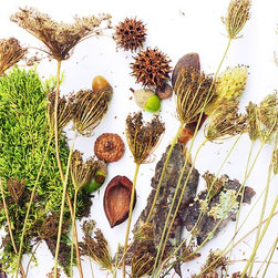 Natural - Prints And Posters
