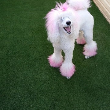 Pet-Friendly Artificial Grass