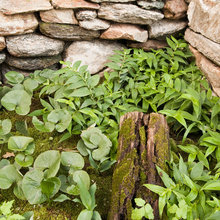 PEI Woodland Garden