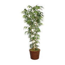 Beth's Plant