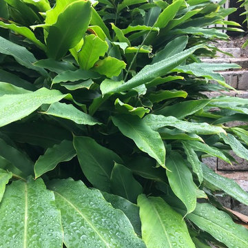 Bardon Garden Two