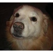 Lisa Hornung's photo