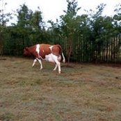 Lynne Kiyeng's photo