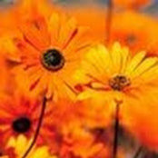 Shannyn Piper's photo
