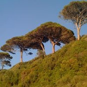 Joelle Pehaut's photo