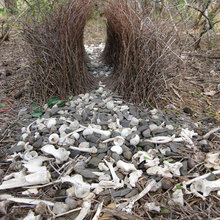 Bower Bird Decorating